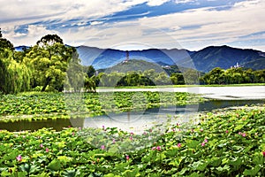 Jardín verano palacio 