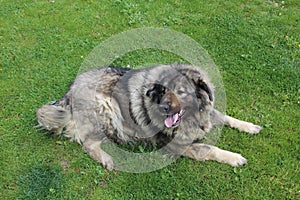 Yugoslav Shepherd or Sharplaninac