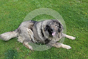 Yugoslav Shepherds photo