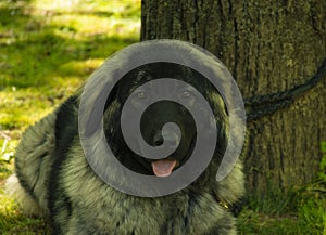 Yugoslavian Shepherd Dog , dog breed, close up photo