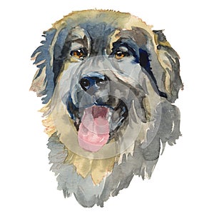 The Yugoslavian Shepherd Dog, watercolor hand painted dog portrait photo