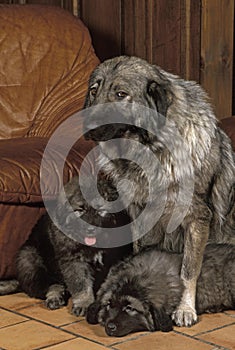 Yugoslavian Shepherd Dog or Sarplaninac, Mother and Puppies