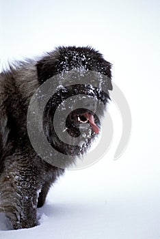 Yugoslavian Shepherd Dog or Sarplaninac, standing on Snow photo