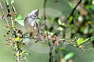 Yuhina brunneiceps does not seem to want to see a reduction in the fruit on the branches.