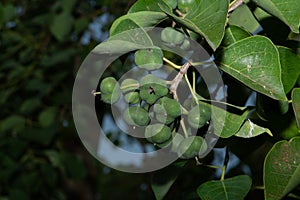 Yujiu, green capsules, multi-colored leaves!