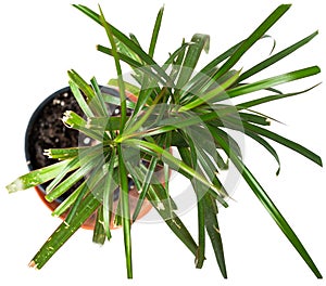 Yuka plant in a pot, top view, white background