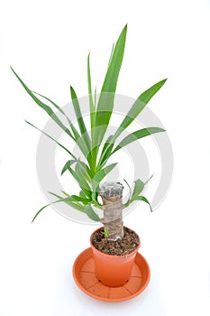 Yuka or yucca palm tree
