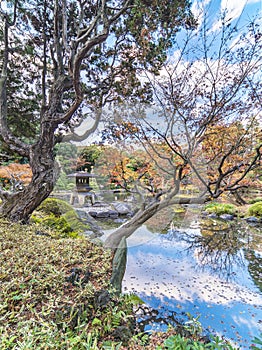 Yukimi stone lantern appearing between quilted pines in the manner of a Ukiyoe print in the Kyufurukawa Garden in Tokyo