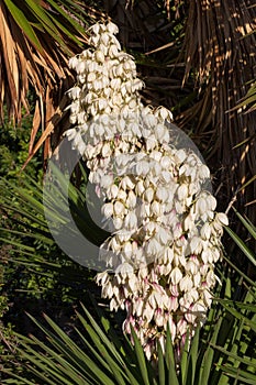 Yukka tree flowering with white flowers