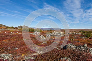 Yukon arctic tundra in fall colors