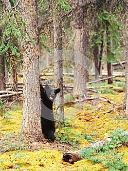 Yukon Canada taiga Black Bear Ursus americanus