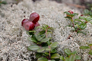 Yukon, Canada: Wild Low-bush cranberries with lichen