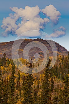 Yukon Gold - Fall in Yukon Territory, Canada