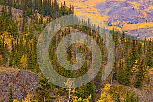 Yukon Gold - Fall in Yukon Territory, Canada