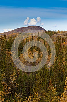 Yukon Gold - Fall in Yukon Territory, Canada