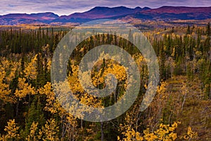 Yukon Gold - Fall in Yukon Territory, Canada