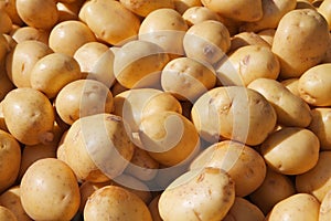 Yukon Gold Potatoes photo