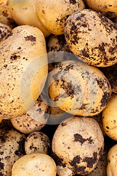 Yukon Gold potatoes