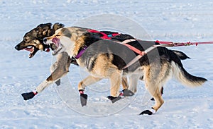 2016 Yukon Quest sled dogs