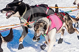 Yukon Quest sled dogs