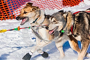 Yukon Quest sled dogs