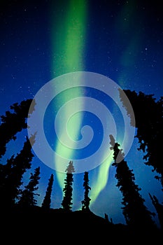 Yukon taiga spruce Northern Lights Aurora borealis