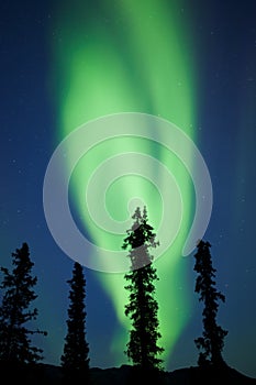 Yukon taiga spruce Northern Lights Aurora borealis