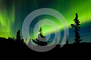 Yukon taiga spruce Northern Lights Aurora borealis