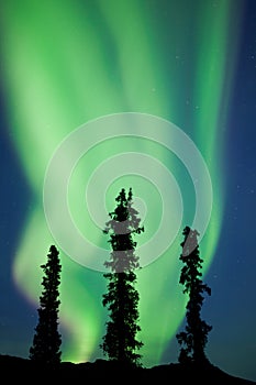 Yukon taiga spruce Northern Lights Aurora borealis