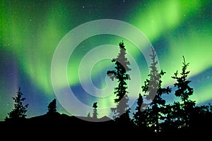 Yukon taiga spruce Northern Lights Aurora borealis