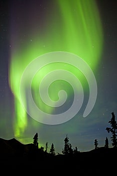 Yukon taiga spruce Northern Lights Aurora borealis photo