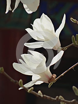 Yulan flowers in the Summer Palace photo