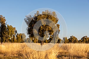 Yulara fields and trees with large flat surroundings during a sunset, Red Center, Australia