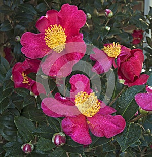 Yuletide Camelia Blossom Cluster