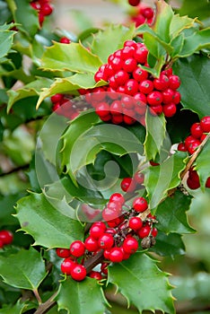 Yuletide Holly Berries