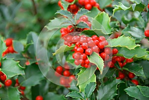 Yuletide Holly Berries photo