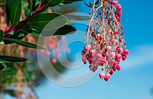 Yumberry Fruit Tree Blossom
