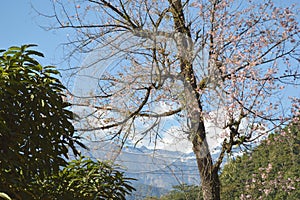 Yumthang valley of sikkim ,India