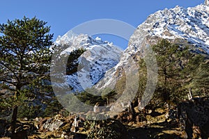 Yumthang valley of sikkim ,India