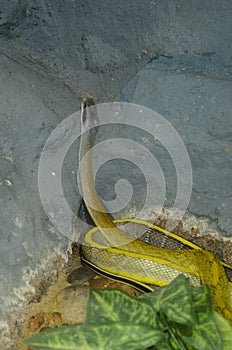 Yunan Stripe-tailed Rat Snake (E. taeniura)