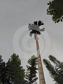 This is yung beautiful coconet tree in sri lanka