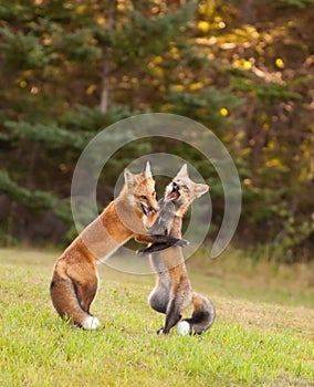 Yung foxes honing their fighting skills