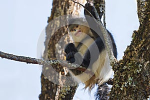 Yunnan Black Snub-Nosed Monkey (Rhinopithecus Bieti