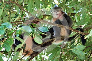 Yunnan Black Snub-Nosed Monkey (Rhinopithecus Bieti