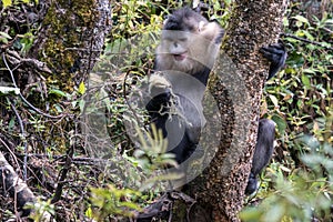 Yunnan Black Snub-Nosed Monkey (Rhinopithecus Bieti