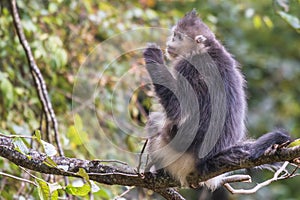 Yunnan Black Snub-Nosed Monkey (Rhinopithecus Bieti