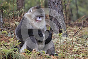 Yunnan Black Snub-Nosed Monkey Rhinopithecus Bieti