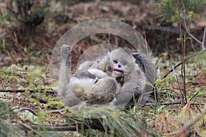 Yunnan Black Snub-Nosed Monkey Rhinopithecus Bieti