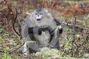 Yunnan Black Snub-Nosed Monkey Rhinopithecus Bieti