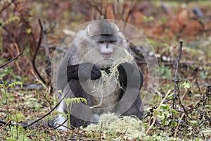 Yunnan Black Snub-Nosed Monkey Rhinopithecus Bieti